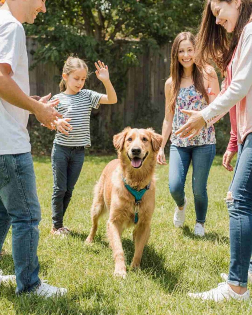 dog training tips for beginners