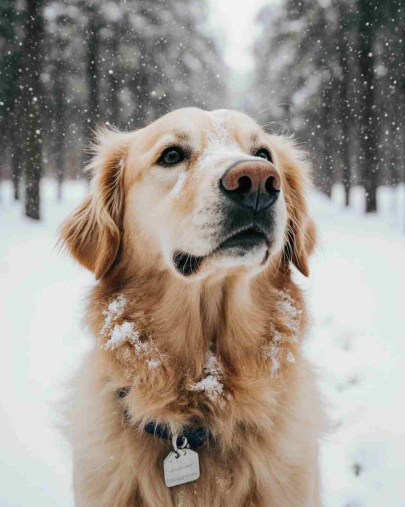 train your dog for confident