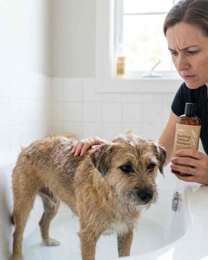 15 grooming mistakes dog owners make