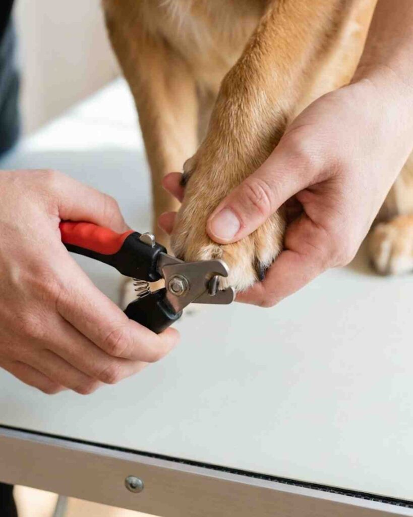 Essential dog grooming steps